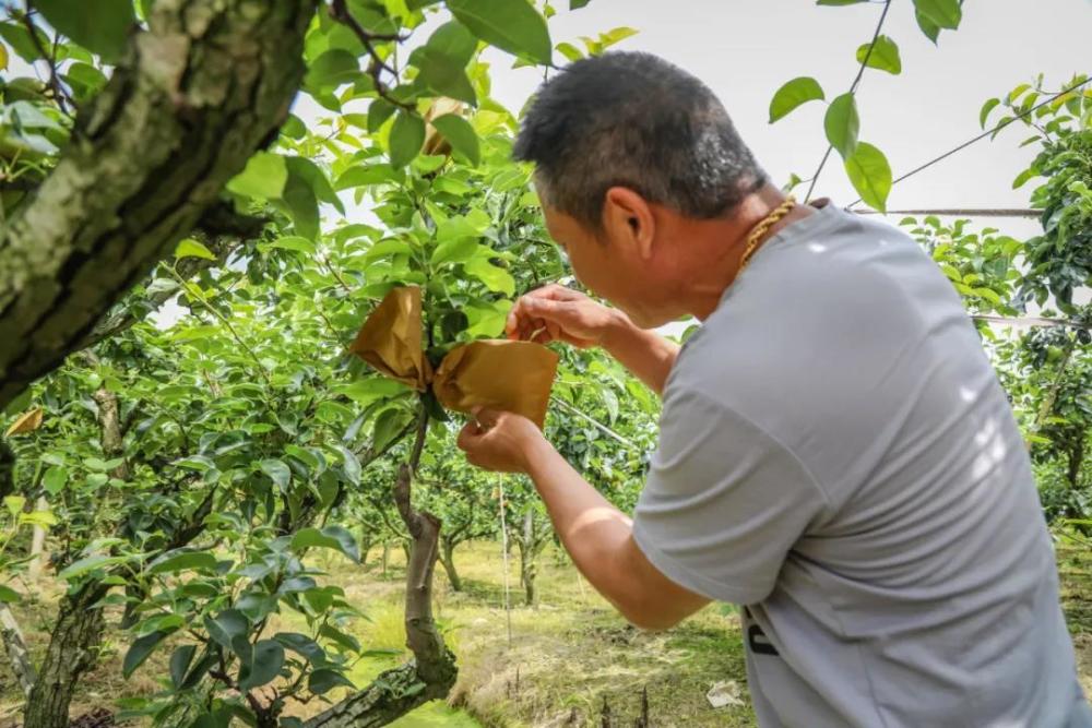 苹果梨新闻苹果手机官网官网首页