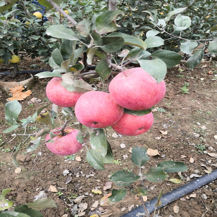 瑞阳苹果的新闻瑞阳苹果苗苹果苗新品种哪家好