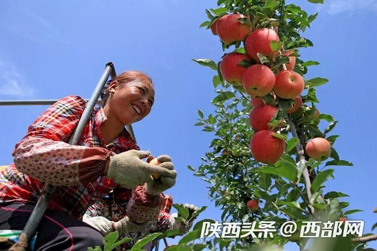 苹果收获新闻苹果发布会最新消息新闻-第1张图片-太平洋在线下载